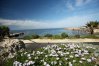 Winter in Cyprus - daisies on the beach of luxury Elysium hotel in Paphos