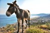 Donkeys have been an indispensable means of transportation for centuries in Cyprus.