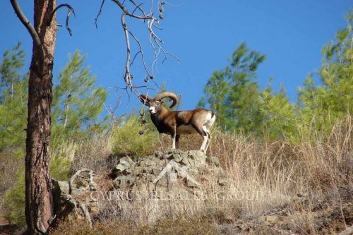 Cypriot Agrino (mouflon) is a rare wild sheep found only in Cyprus.