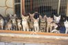 Tala Monastery Cat Park is only a short drive from the centre of Paphos and is home to 750 lovable Cyprus cats.