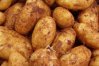 Due to Cyprus’ mild climate the famous Cyprus potato is harvested year-round!
